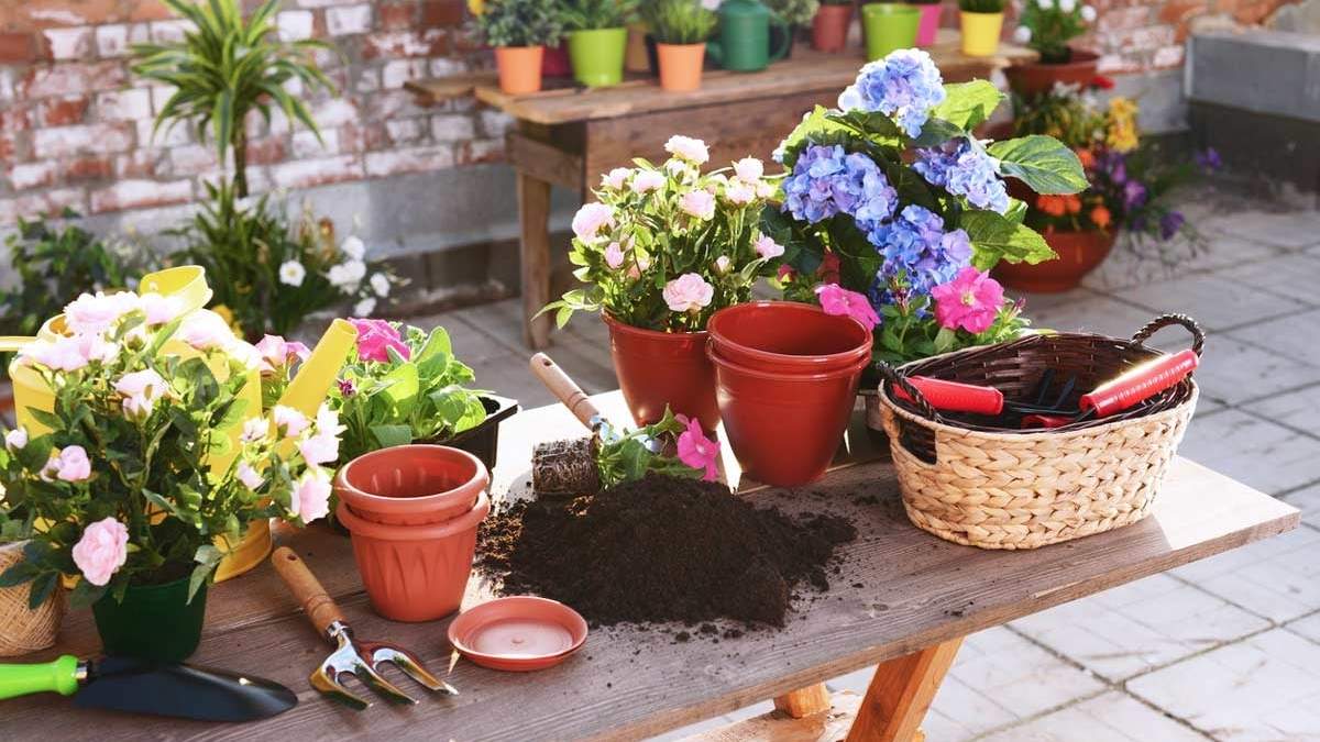 Plantas con flores. Fuente: (Instagram).