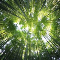 El mayor certificador de crédito de carbono cambiará la forma en la que mide su impacto