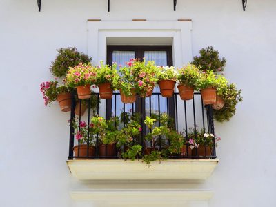 Aprovechá que en tu balcón hay mucho sol: estas plantas serán perfectas porque aman la luz directa