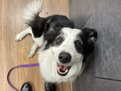 Pasajera acusa a Aeroméxico por perder a su perrito “Kobe” en un vuelo