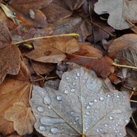 No levantes las hojas secas en otoño: 3 grandes beneficios que los expertos en jardinería no mencionan