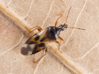 No lo mates: el temible insecto que aparece en tus flores y que es un verdadero tesoro para tu jardín
