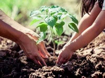 Así podés saber si las raíces de tus plantas están totalmente sanas: tomá nota
