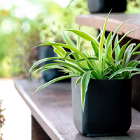 La valiosa función de esta planta en tu jardín en verano y que quizá ni te imaginás