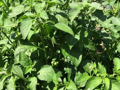 No tengas miedo: así tenés que podar tus plantas herbáceas en enero para que vuelvan a florecer en otoño