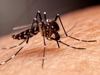 Confirman la primera muerte por dengue en Santa Fe y un nuevo caso no autóctono se detectó en Bahía Blanca
