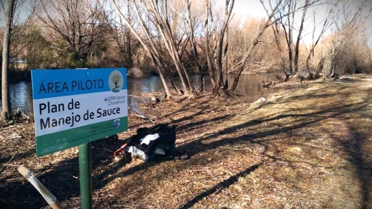 Está presente en los 23 kilómetros que comparten el río Chimehuín y el casco urbano de Junín de los Andes