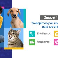Abrirá Fundación Antonio Haghenbeck centro de esterilización para animales callejeros en CDMX