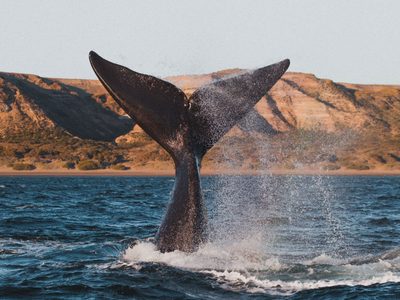 Una ballena fue hallada sin vida en Chubut y las causas de su deceso encendieron las alarmas