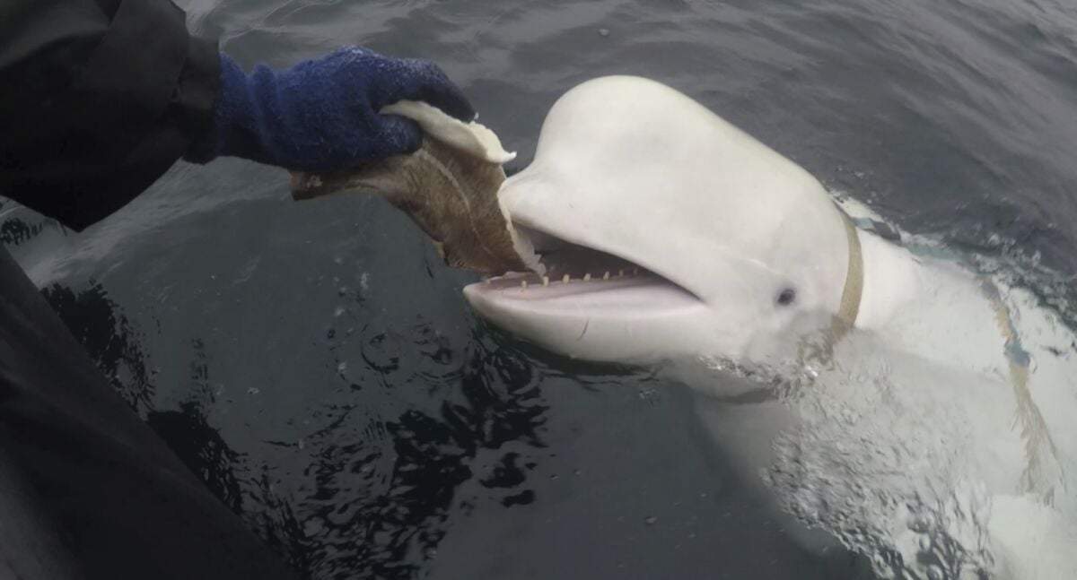 Foto de abril de 2019 de una beluga en aguas noruegas. Esta misma beluga con un arnés que parece de fabricación rusa fue avistada de costas de Suecia