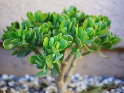 Suculentas: cuál es el producto casero que recomiendan para hacerlas crecer