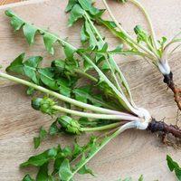 Diente de león: conocé por qué esta planta comestible es una joya para tu salud