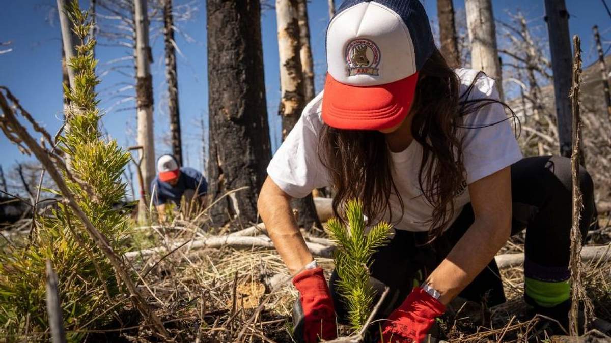 Jornada de reforestación en Neuquén. Fuente: (Twitter)