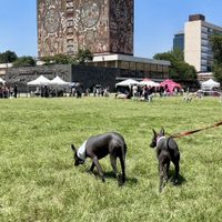 Vacunación, desparasitación y más servicios gratuitos para las mascotas en Ciudad Universitaria