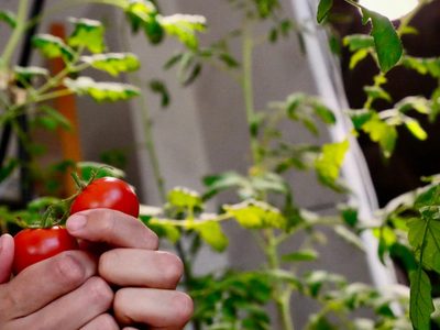 Multiplicá tus plantas de tomate de la manera más fácil y para que crezcan más rápido