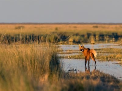 Quieren declarar Monumento Natural Nacional al aguará guazú