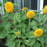 Conocé este exótico tipo de Girasol que sin duda se convertirá en la planta que querrás en tu jardín