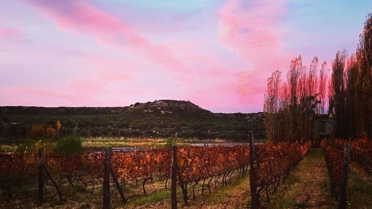 Nace un Malbec en Río Colorado. Fuente: (facebook)