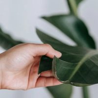 Por qué las hojas de mi Strelitzia no se abren, mirá cómo solucionarlo con este truco de viveristas