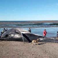 La actitud de un grupo de vecinos desató la indignación de Chubut