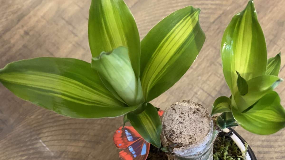 Plantas. Fuente: (Instagram)