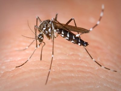 Por si el coronavirus era poco: hubo 1.883 casos de dengue en la Ciudad este año