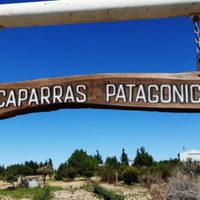 Las alcaparras más australes se producen en Madryn