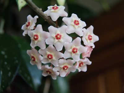 La planta que ama sufrir y da las flores más bellas y perfumadas