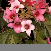 Si querés en tu jardín un toque de color, vas a amar estas plantas en un tono rosa re tierno