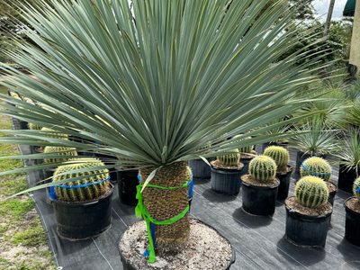 Yuca Rostrata: la planta ornamental que pocos valoran y que eleva cualquier espacio