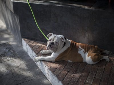 Nuevo León prohibirá la venta de gatos y perros de criadero
