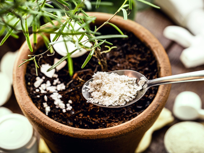 Los fertilizantes están carísimos: mirá cómo mantener tus plantas hermosas con 1 alimento que siempre tirás a la basura