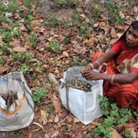 La ONU concluyó que la vida de gran parte de la población mundial depende de especies silvestres