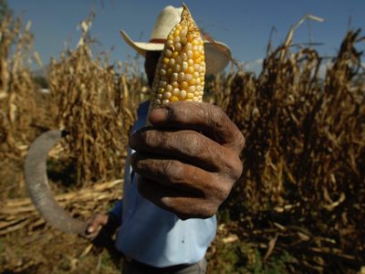 Gobierno de AMLO prohíbe el uso de maíz transgénico y del glifosato en alimentación humana