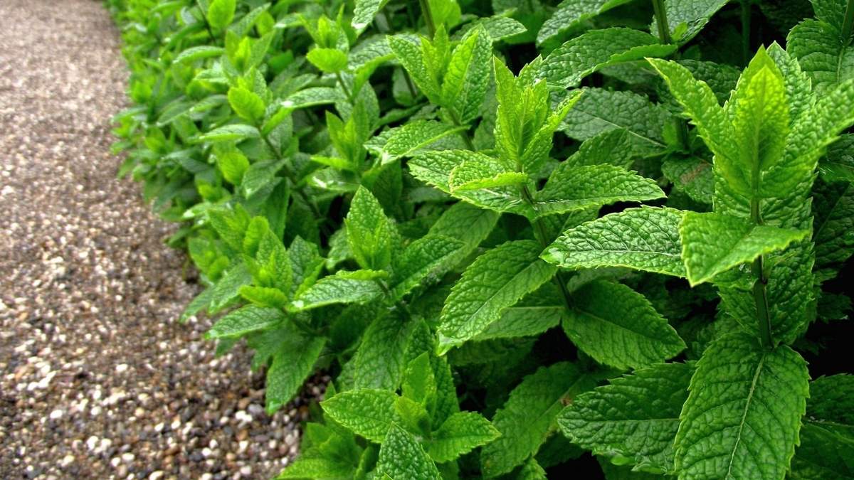 Menta. Fuente: (Instagram)