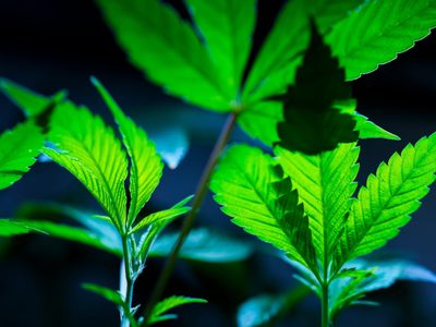EU propone formalmente reclasificar la marihuana como droga menos peligrosa