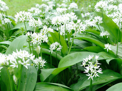 La planta que crece gratis en tu jardín y macetas y que puede reemplazar al ajo en tus comidas
