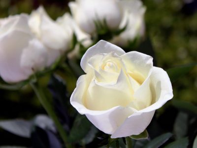 Lo que los viveros no te dicen: el ingrediente que tenés que darle a tus rosales para que te respondan con muchas rosas