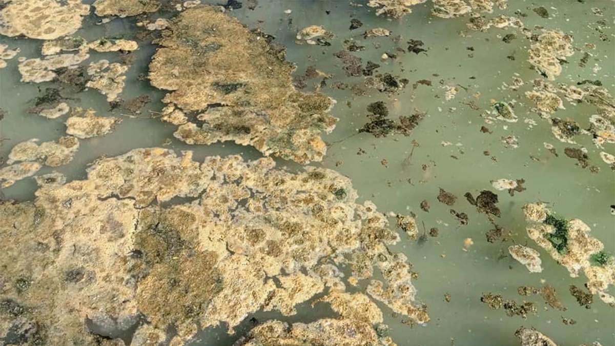 Situación actual del río Agrio. Fuente: (Twitter)
