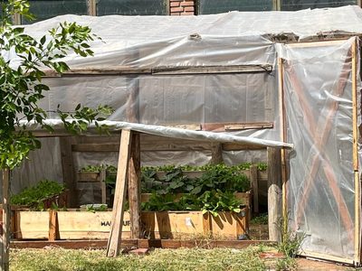 La guardia ambiental instaló un invernadero y una huerta en el Parque Central