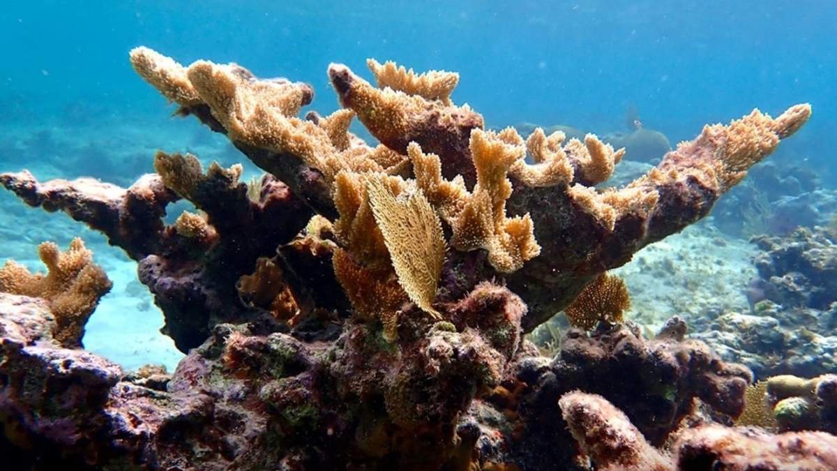 Coral Elkhorn - MSC FOUNDATION