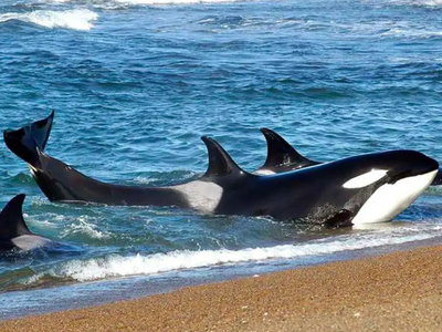 Chubut abre la temporada de orcas 2026: cuándo viajar, dónde verlas y cuánto sale la experiencia