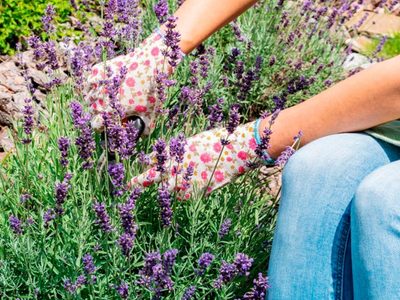 No mates a este extraño insecto si lo ves en tu jardín: es un tesoro para tus plantas