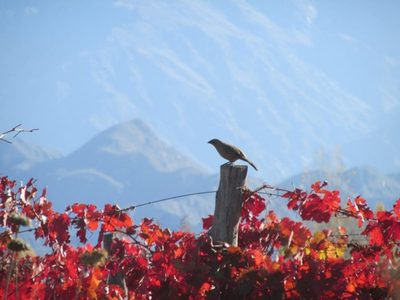 Fin de semana otoñal para Mendoza