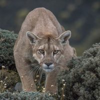 Advierten que podrían detectarse más pumas sueltos en Bariloche