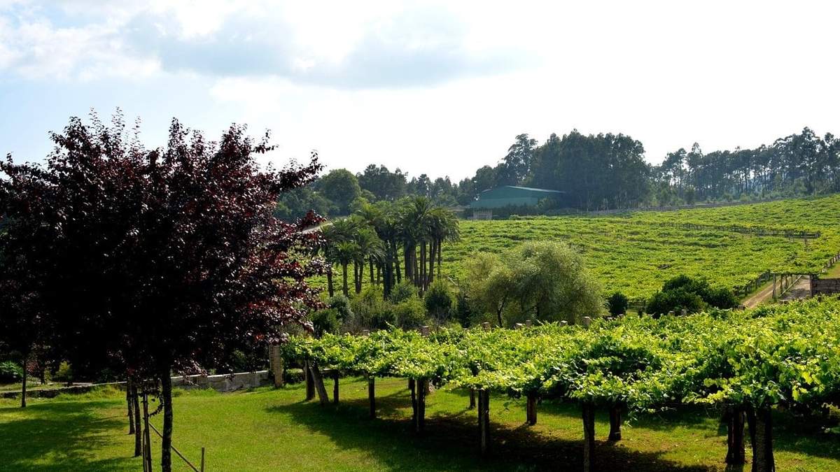 Se disparan las reservas de Enoturismo en Galicia. Fuente: (FacebooK)