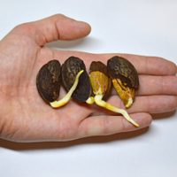 Están carísimas: tené tu propio árbol de almendras con un simple truco