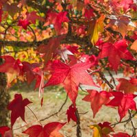 El árbol que apenas pide cuidados, cambia de color durante el otoño-invierno y es perfecto si tenés un enorme jardín