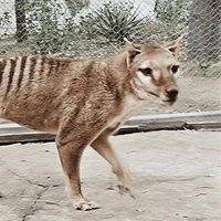Científicos planean un multimillonario proyecto para resucitar al tigre de Tasmania