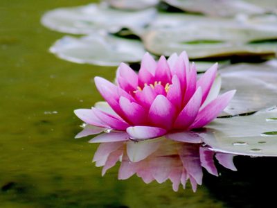 Sin estanques: cómo cultivar de forma fácil la flor del Loto, la planta que esconde un poderoso secreto
